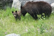 164 - Maligne Canyon, Medicine Lake, Maligne Lake - IMG_1242